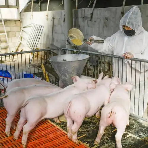 猪肉价格10连降能降回到从前吗专家说这个时候能