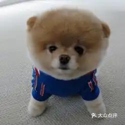 电话,地址,价格,营业时间北京宠物