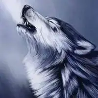 动物狼头像图片大全微信头像图片大全