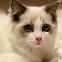 布偶猫头像图片大全微信头像图片大全