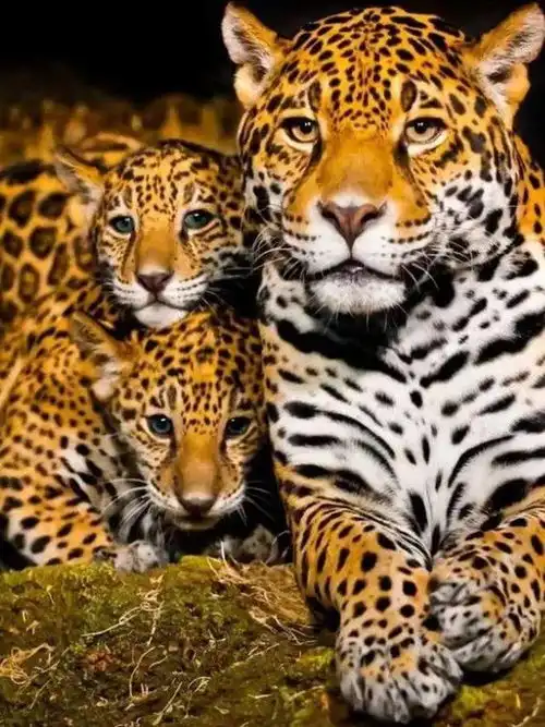 陕西秦岭又现华北豹,带着2只小豹崽遛弯