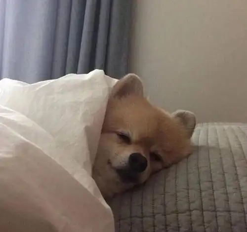 天冷了小动物也裹紧小被子,戴上帽子的它们,整个人温暖极了可爱