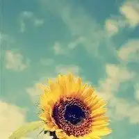 微信头像向日葵的寓意微信头像图片大全