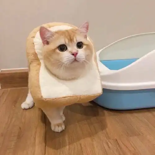 高清无水印适合女生用的头像