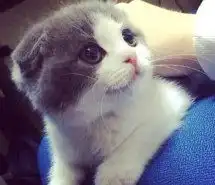 真实女生头像猫咪