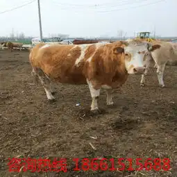 肉牛小牛犊报价厂家