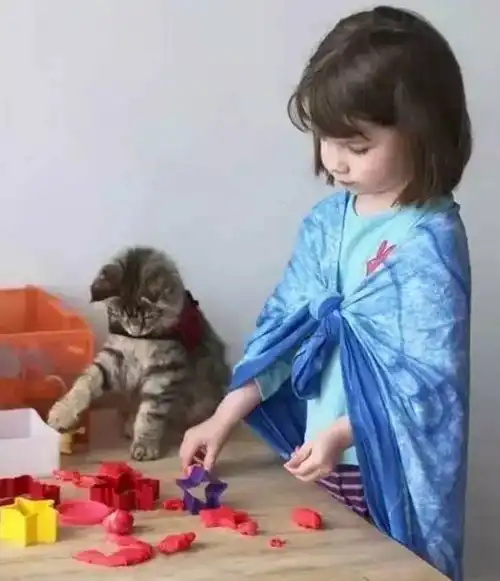 5岁自闭症女孩和缅因猫的故事