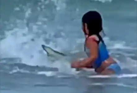 美国6岁女孩海滩遇鲨鱼妈妈无意中录下惊险瞬间