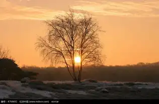 夕阳下的枯树图片自然风景图片
