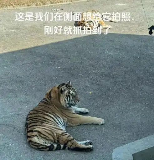 女子猛兽区抱娃下车,险遭狼群围攻所有无知,都是悲剧的开始