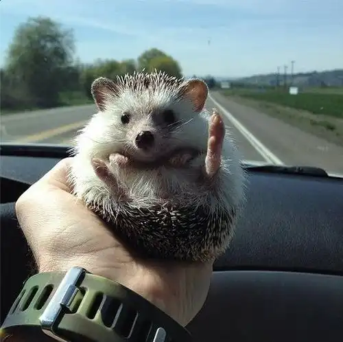 小刺猬毕蒂的户外探险