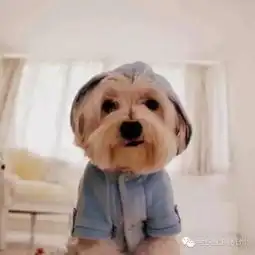 100元吃遍吴山夜市一条街除了鸡翅包饭脆皮玉米糯米蛋,还有