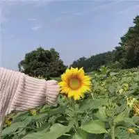 带来财运和好运的花草微信头像