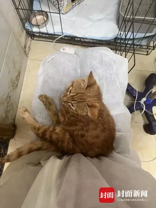 云求助丨花4千余元救治被弃猫咪救猫女子宠物医院承诺费用打折,如今难兑现