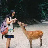 关于鹿的微信头像微信头像图片大全