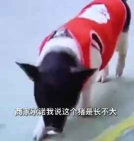 女子买迷你小香猪一年后竟长到150斤商家曾承诺最多长到40斤