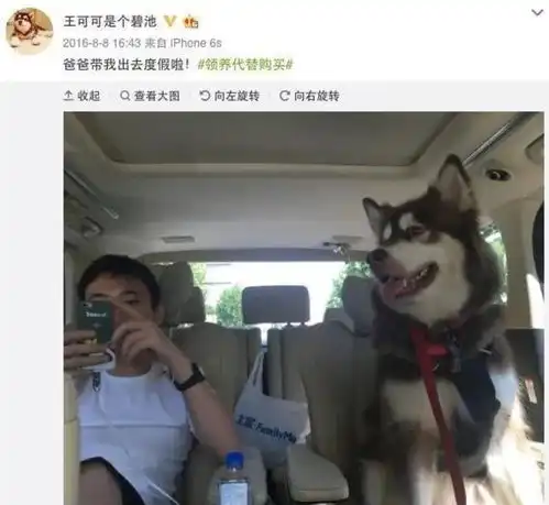 明星养宠物都有哪些花样周震南猫奴实锤,宋茜养猪,程潇养蜥蜴