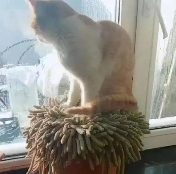 大黄猫为晒太阳取暖,竟躺在仙人指上,完全不顾自己的身体