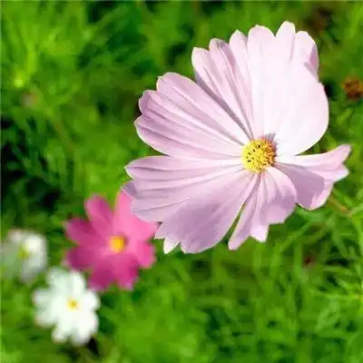 2023最新鲜花盛开风景头像