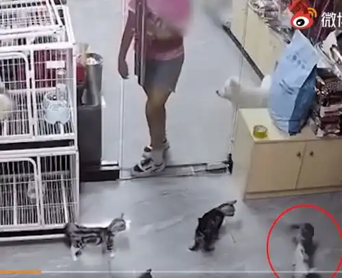 东莞一女孩在宠物店用玻璃门夹死小猫,店主约家长面谈解决