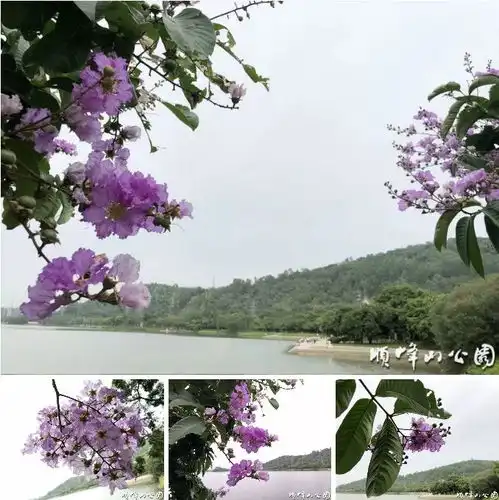 顺峰山公园紫色花潮浪漫来袭,少女心爆棚
