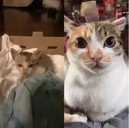 流浪猫丑养一段时间试试看,美到炸