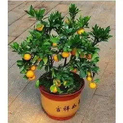 盆栽果树苗金桔苗盆栽橘子树苗桔子苗5年苗