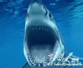 揭秘鲨鱼救美之谜嗜杀大鲨鱼对落水美女百般呵护