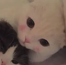女生可爱头像小猫