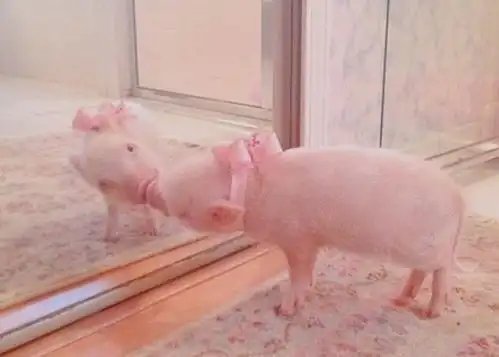 被好运眷顾了几个月的属猪人,事业发展一飞冲天,在职场成功逆袭