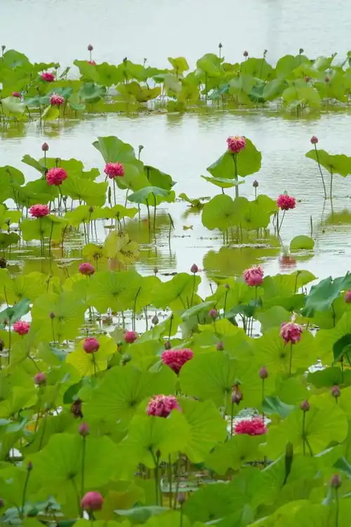 迟来的盛放,鹤林绿洲的荷花想开就开了