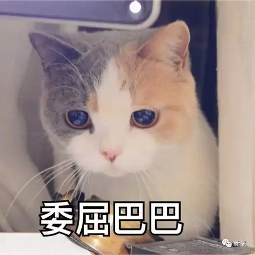 头像女背影霸气带字猫咪
