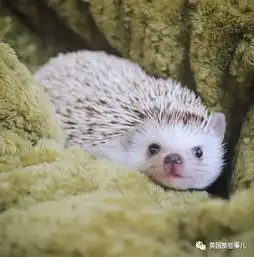 这只网红小刺猬,也真是萌得扎心了