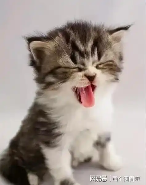 经验总结养猫的10大常见误区,劝你别犯