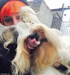 英女子嫁给自己宠物狗8年,称比人更忠诚,在意精神结合