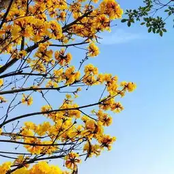 黄花风铃木开遍禅城周末一起去扫黄吧