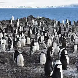 结伴1月底利用春节假期南极走一圈有人吗马蜂窝