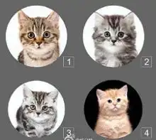 脑洞大开的自拍英国发明防走光猫头内裤却被妹子们拿来玩自拍