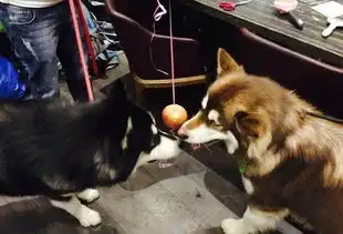 王思聪当解说一本正经揭其网红到老板蜕变历程