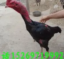 黄页88高清图片