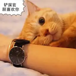 如果猫猫会说话,你愿意听它们的故事么