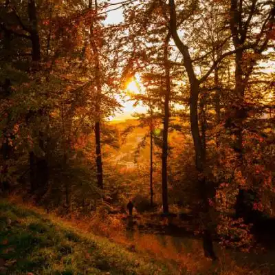 落叶微信头像,深秋的树林落叶风景图片