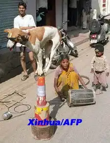 印度小狗头戴太阳镜街头卖艺