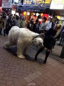 女子晒170斤宠物猪同床同吃惊呆网友
