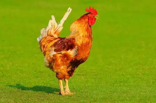 属龙人的后半生被什么人克今日头条