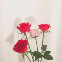 微信女头像招财吉祥带来