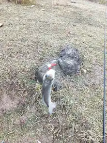 弹钓还能约女钓友不想玩传统和路亚了...