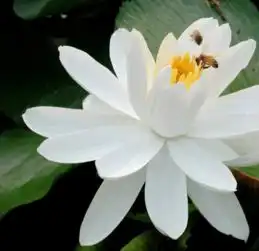 好一朵美丽的茉莉花文档