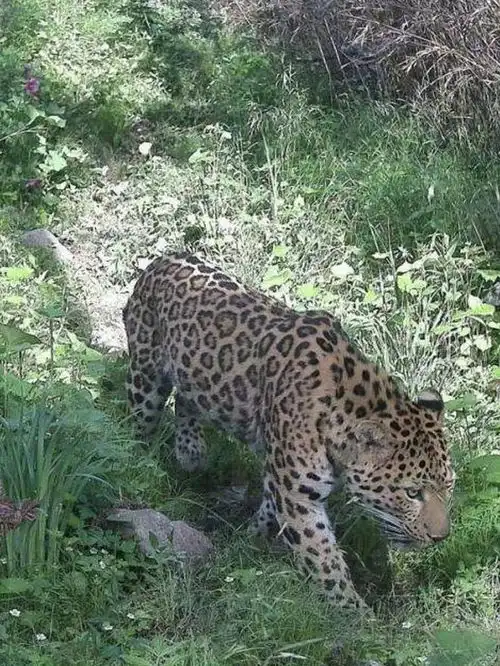 陕西秦岭又现华北豹,带着2只小豹崽遛弯