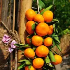 盆栽植物花苗当年结桔子金桔苗盆栽橘子苗桔子苗